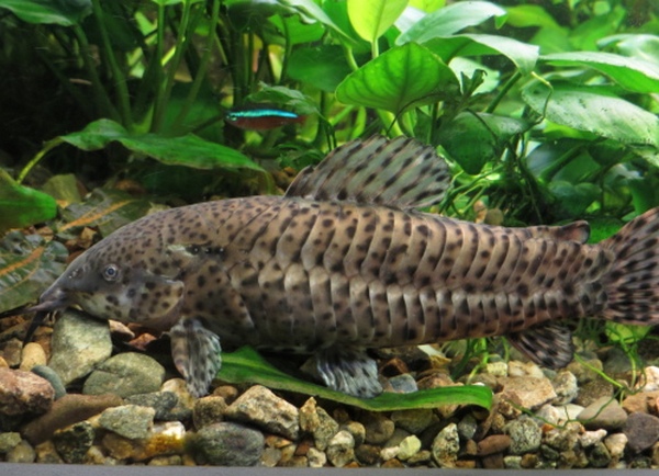 Аквариумные сомики (55 фото): названия сомов с описаниями, особенности ухода за большими и маленькими рыбками в аквариуме
