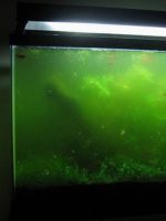 В аквариуме зеленеет вода - что делать?