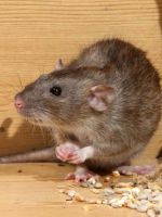 Как поймать крысу в доме - самодельный способ