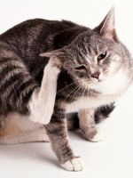 Ушной клещ у кошек - лечение