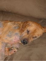Подкожный клещ у собаки - симптомы и лечение