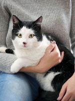Понос у кошки - лечение в домашних условиях  