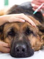 Лечение пироплазмоза у собак в домашних условиях