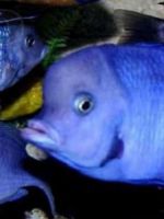 Аквариумная рыбка голубой дельфин - содержание и совместимость