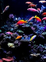 Морские аквариумные рыбки