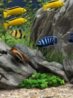 Как ухаживать за рыбками в аквариуме?