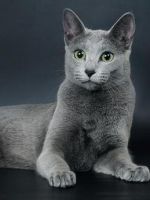 Порода кошек русская голубая - подробное описание 