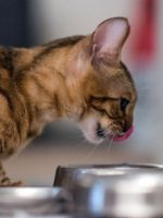 Консервы для кошек - как выбирать корм правильно?