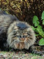 Норвежская лесная кошка - особенности породы, правила ухода