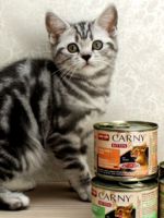 Корм для кошек Анимонда - подробный обзор продукции