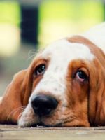 Глисты у собак - как обнаружить паразитов и методы лечения