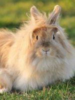 Миксоматоз у кроликов - симптомы болезни и методы ее лечения