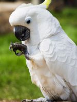 Попугай какаду - особенности содержания и ухода