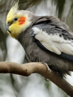 Попугай корелла - уход и содержание, полезные советы