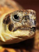 Сухопутная черепаха - основы содержания и ухода за домашней рептилией