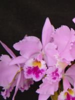 Каттлея - секреты выращивания и ухода за орхидеями