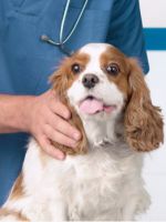 Парвовирусный энтерит у собак - как защитить питомца от смертельной болезни?