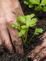 Сельдерей - выращивание, основные правила и особенности