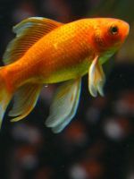 Золотая рыбка в аквариуме - важные правила содержания