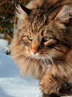Норвежская лесная кошка - особенности породы и правила ухода