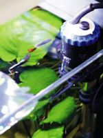 Нагреватель для аквариума - особенности подбора и установки
