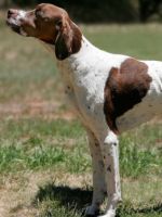 Порода собак пойнтер - особенности легавой, родом из Англии