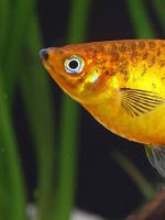 Пецилии - размножение, советы при разведении живородящих рыбок