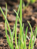 Как вырастить лук - простые рекомендации для хорошего урожая
