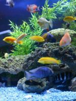 Как чистить аквариум в домашних условиях - важные правила и советы новичкам