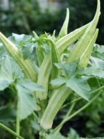 Бамия - выращивание из семян оригинального экзотического овоща
