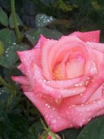 Как вырастить розу из черенка из букета - создаем сад своими руками
