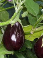 Баклажаны - выращивание и уход в открытом грунте, особенности лучших сортов