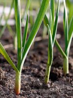 Выращивание чеснока - простые правила хорошего урожая
