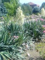 Цветок юкка - советы по уходу и выращиванию мини-пальмы