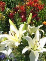 Садовые лилии - посадка и уход, важные нюансы выращивания