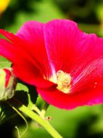 Цветок мальва - правила выращивания и ухода