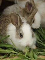 Кокцидиоз у кроликов - действенные методы лечения и профилактики