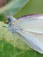 Бабочка капустница - методы профилактики и борьбы с вредителем