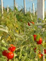 Уход за помидорами в открытом грунте - важные правила выращивания 