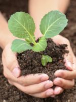 Как посадить капусту в открытый грунт - секреты ухода и выращивания
