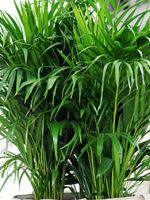 Хризалидокарпус арека - основы ухода за домашней пальмой