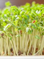 Кресс салат на подоконнике - как круглый год выращивать вкусную зелень?