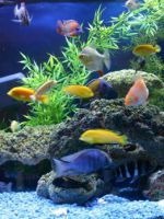 Что нужно для домашнего аквариума - советы начинающим аквариумистам