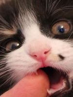Когда у котят меняются зубы - как обеспечить надлежащий уход?