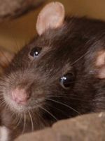 Чем кормить крысу и какие продукты нужно исключить?