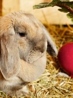 Чем можно кормить кроликов, а чем нельзя?