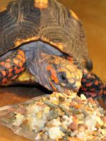 Сухопутная черепаха в домашних условиях - секреты ухода