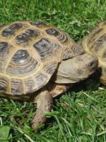 Среднеазиатская черепаха - как содержать и ухаживать за ней дома?