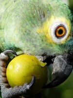 Чем кормить попугая - особенности птичьего рациона