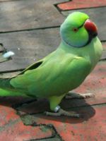 Ожереловый попугай - уход и содержание в домашних условиях